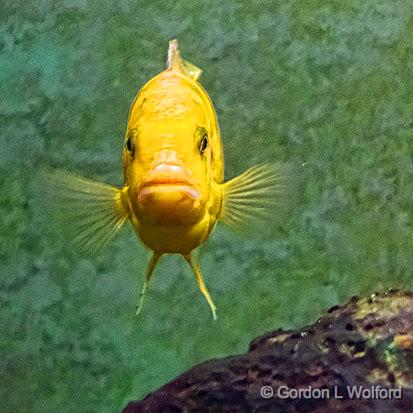 Yellow Fish_01667.jpg - Photographed at Ottawa, Ontario, Canada.
